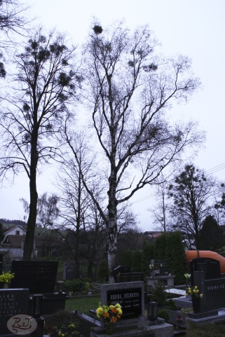 Kácení u hřbitova v Tylovicích duben 2012 008