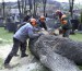 Kácení u hřbitova v Tylovicích duben 2012 040