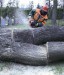 Kácení u hřbitova v Tylovicích duben 2012 041
